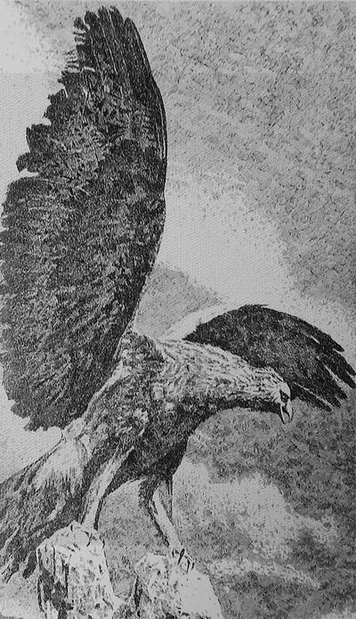 Aquila ad ali spiegate, disegno a china di Fernando Zannoli
